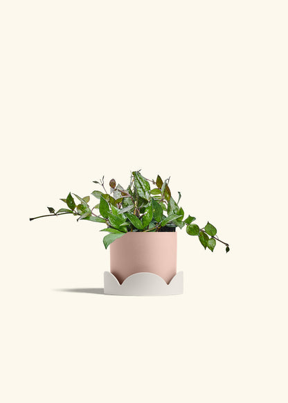Hoya Black in a 4 inches Pink Classic Cylinder Planter in a Oat Petal Drip Tray