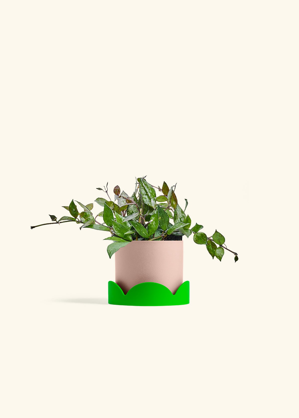 Hoya Black in a 4 inches Pink Classic Cylinder Planter in a Shamrock Petal Drip Tray