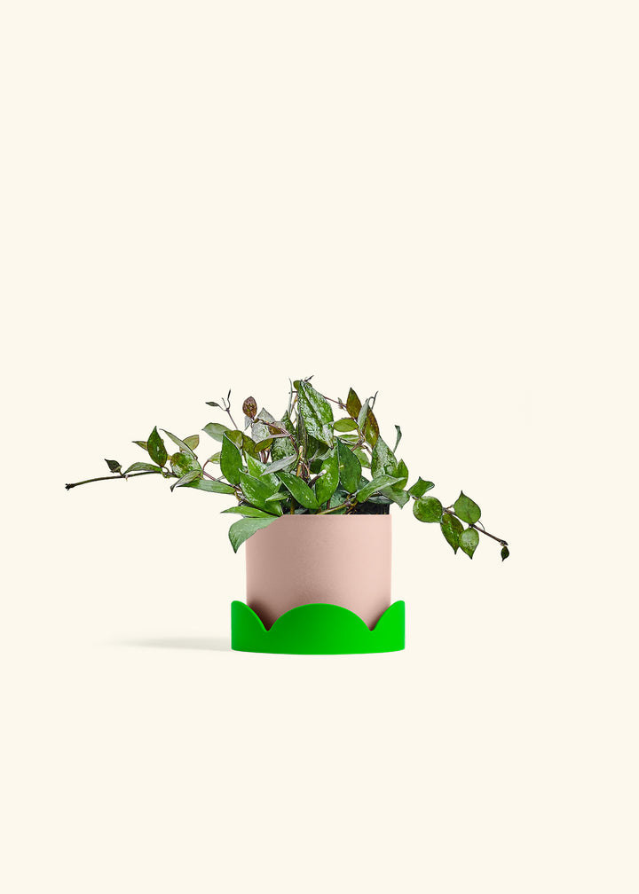 Hoya Black in a 4 inches Pink Classic Cylinder Planter in a Shamrock Petal Drip Tray