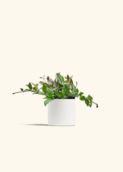 Hoya Black in a 4 inches White Classic Cylinder Planter 
