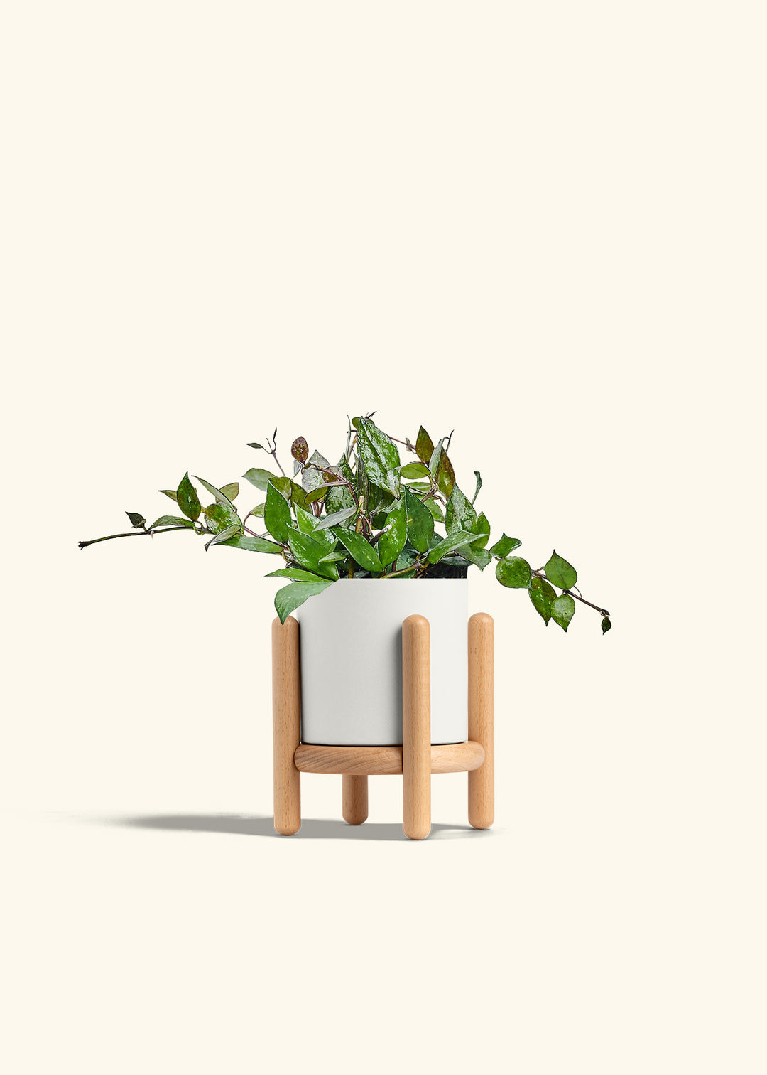 Hoya Black in a 4 inches White Classic Cylinder Planter in a Beech Wood Stand