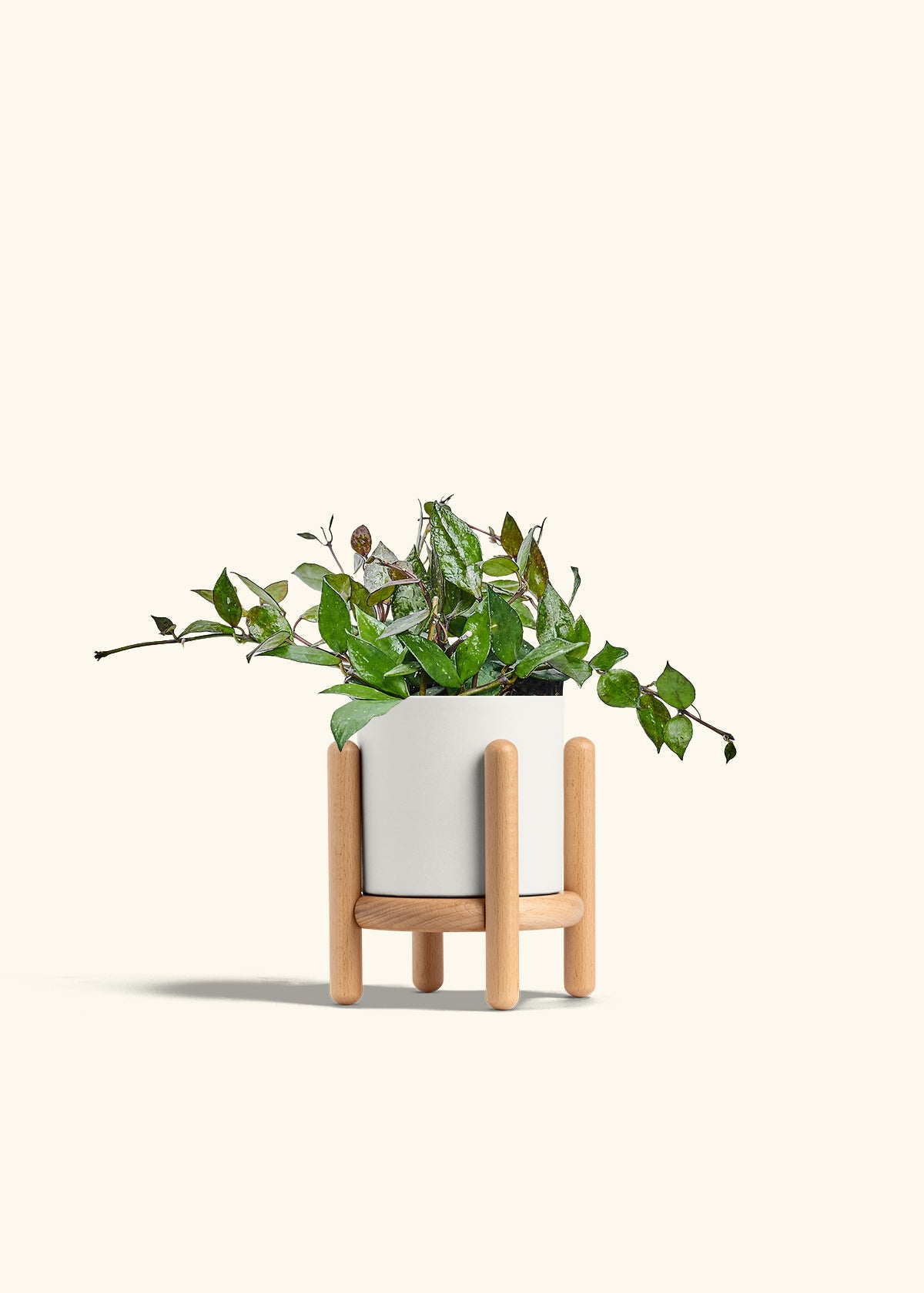 Hoya Black in a 4 inches White Classic Cylinder Planter in a Beech Wood Stand