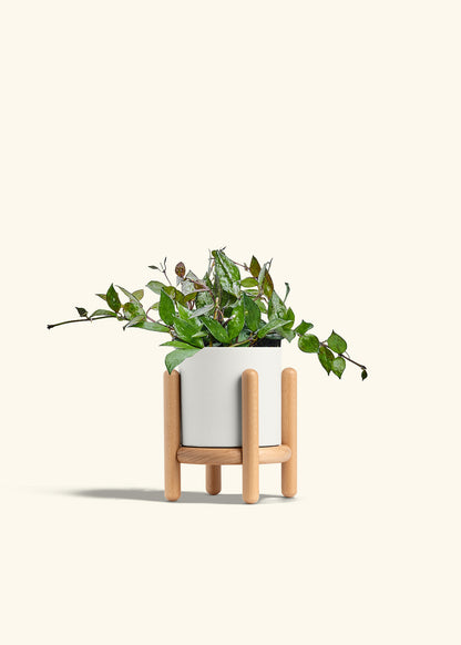 Hoya Black in a 4 inches White Classic Cylinder Planter in a Beech Wood Stand