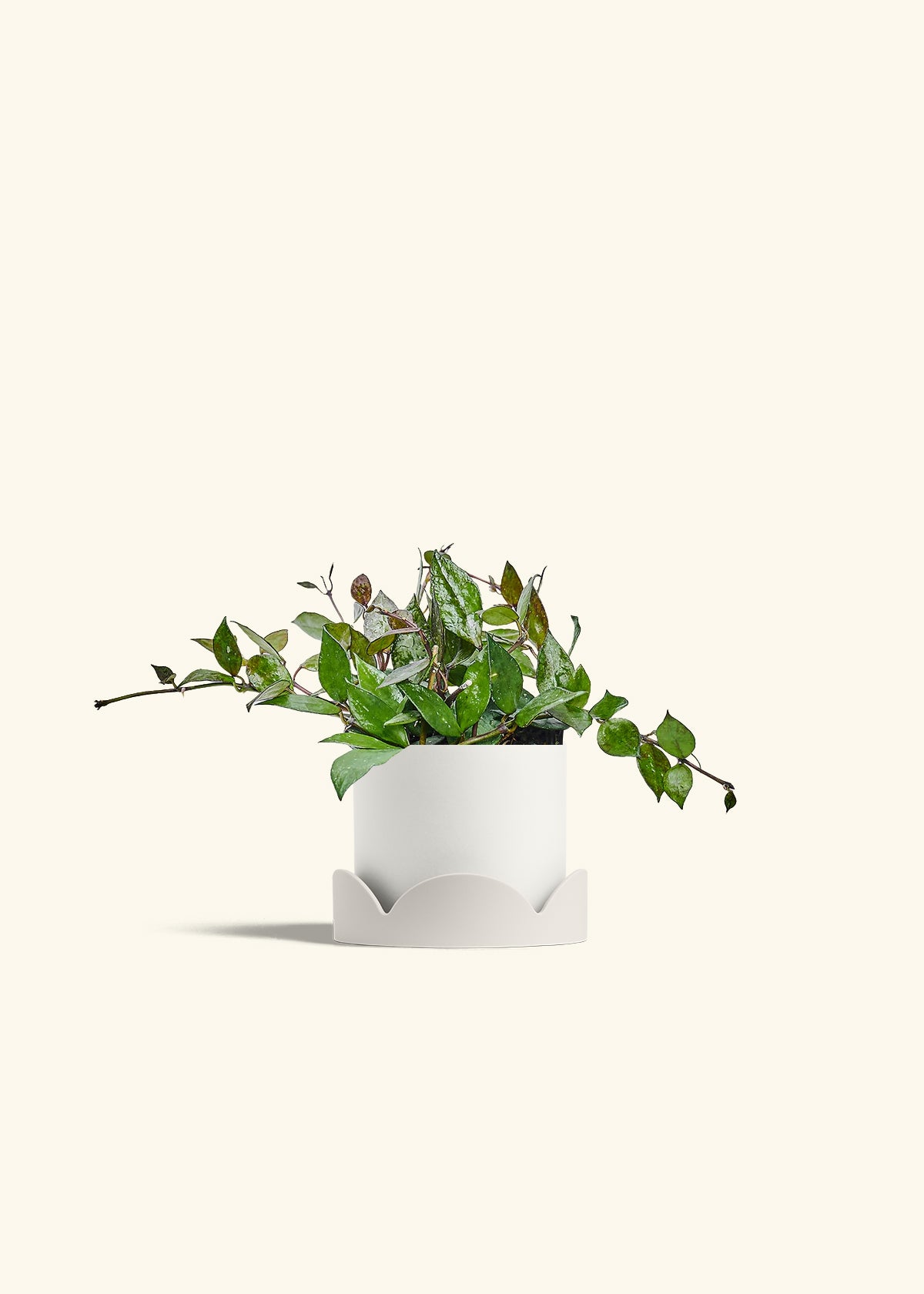 Hoya Black in a 4 inches White Classic Cylinder Planter in a Oat Petal Drip Tray
