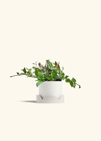 Hoya Black in a 4 inches White Classic Cylinder Planter in a Oat Petal Drip Tray