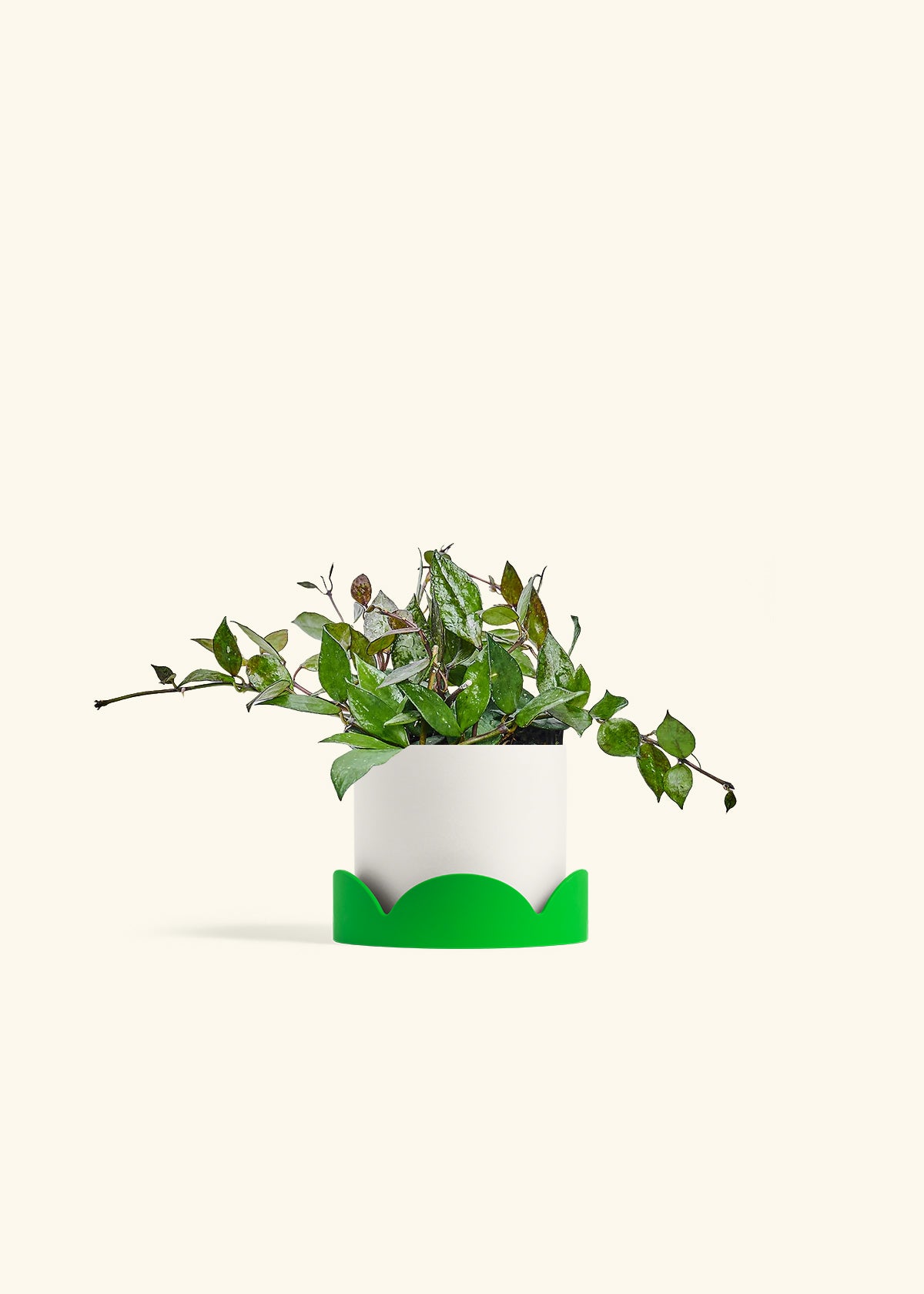 Hoya Black in a 4 inches White Classic Cylinder Planter in a Shamrock Petal Drip Tray