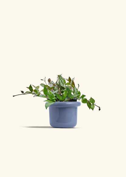 Hoya Black in a 4 inches Fat Lip Blue Planter 