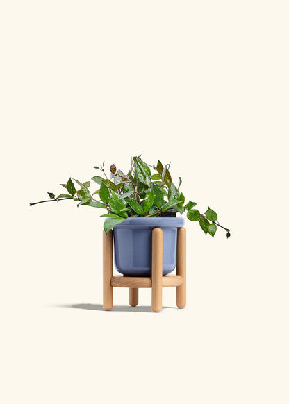 Hoya Black in a 4 inches Fat Lip Blue Planter in a Beech Wood Stand