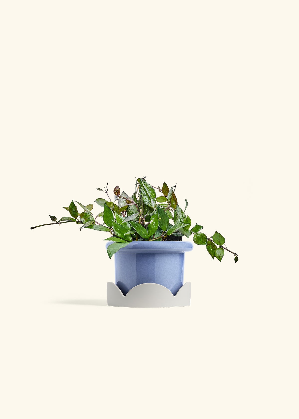 Hoya Black in a 4 inches Fat Lip Blue Planter in a Oat Petal Drip Tray