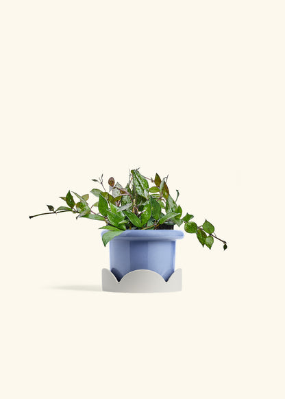 Hoya Black in a 4 inches Fat Lip Blue Planter in a Oat Petal Drip Tray