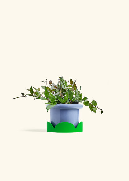 Hoya Black in a 4 inches Fat Lip Blue Planter in a Shamrock Petal Drip Tray
