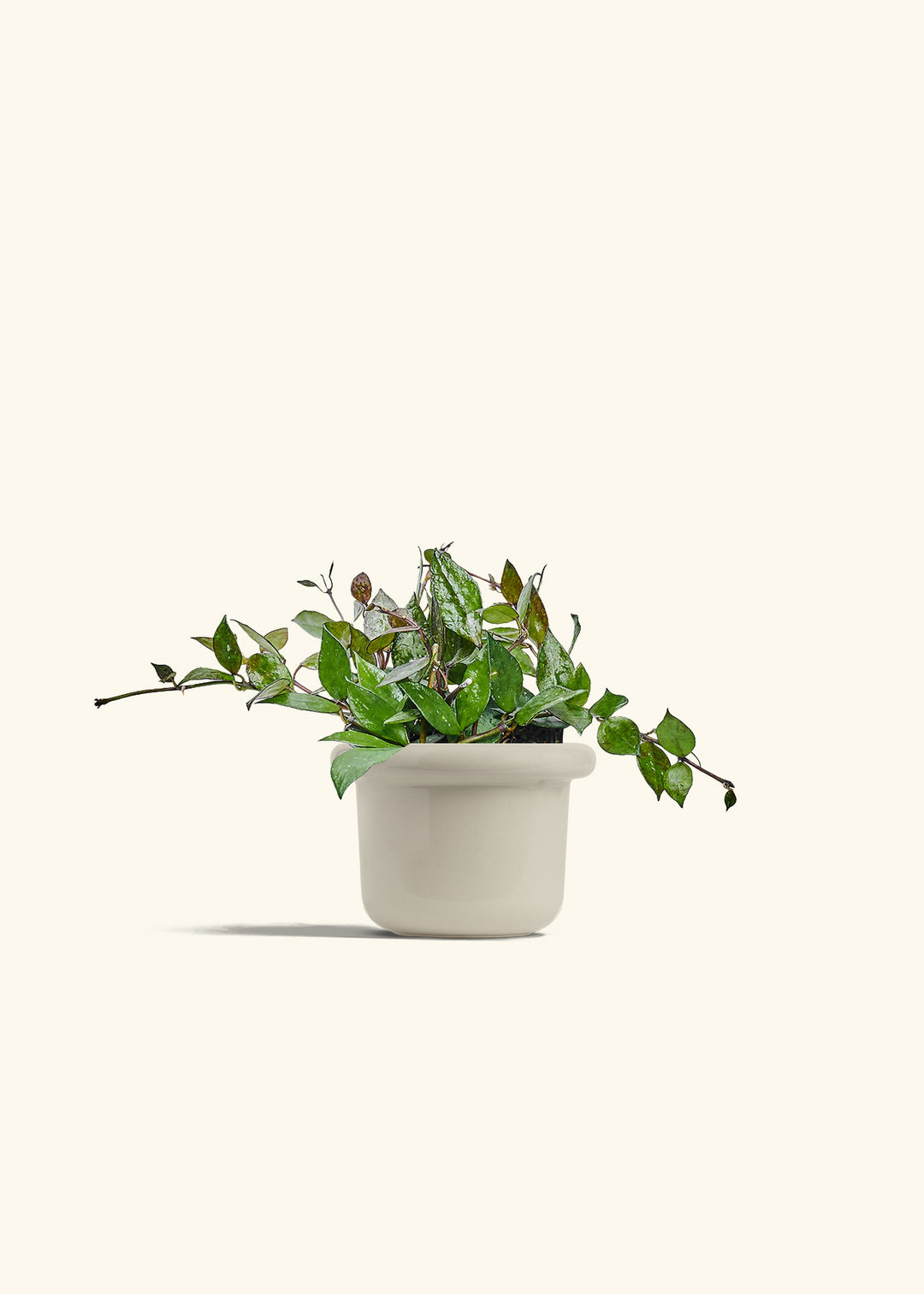 Hoya Black in a 4 inches Fat Lip Oat Planter 