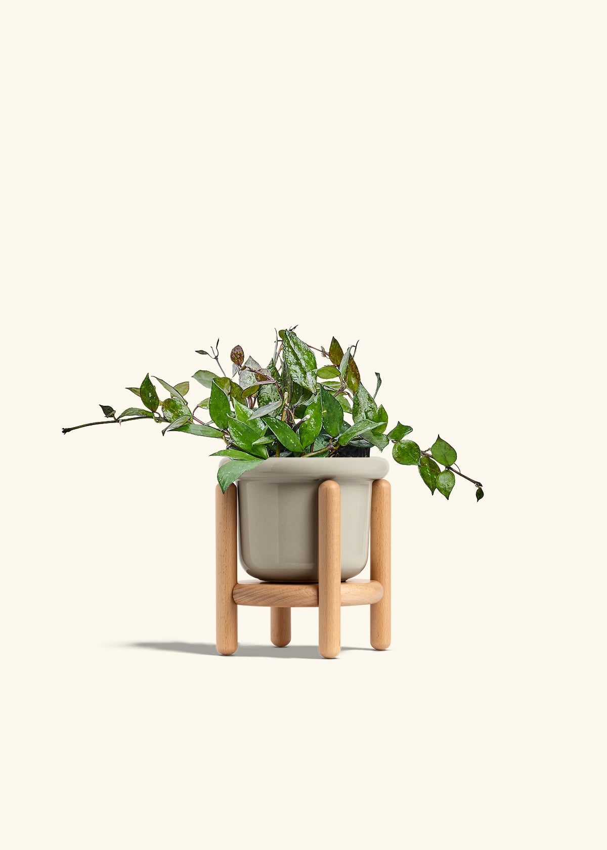 Hoya Black in a 4 inches Fat Lip Oat Planter in a Beech Wood Stand