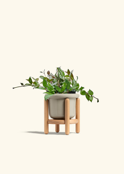 Hoya Black in a 4 inches Fat Lip Oat Planter in a Beech Wood Stand
