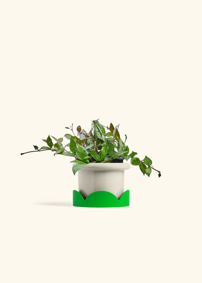 Hoya Black in a 4 inches Fat Lip Oat Planter in a Shamrock Petal Drip Tray