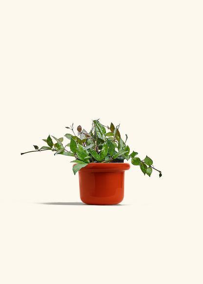 Hoya Black in a 4 inches Fat Lip Red Planter 