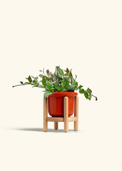 Hoya Black in a 4 inches Fat Lip Red Planter in a Beech Wood Stand