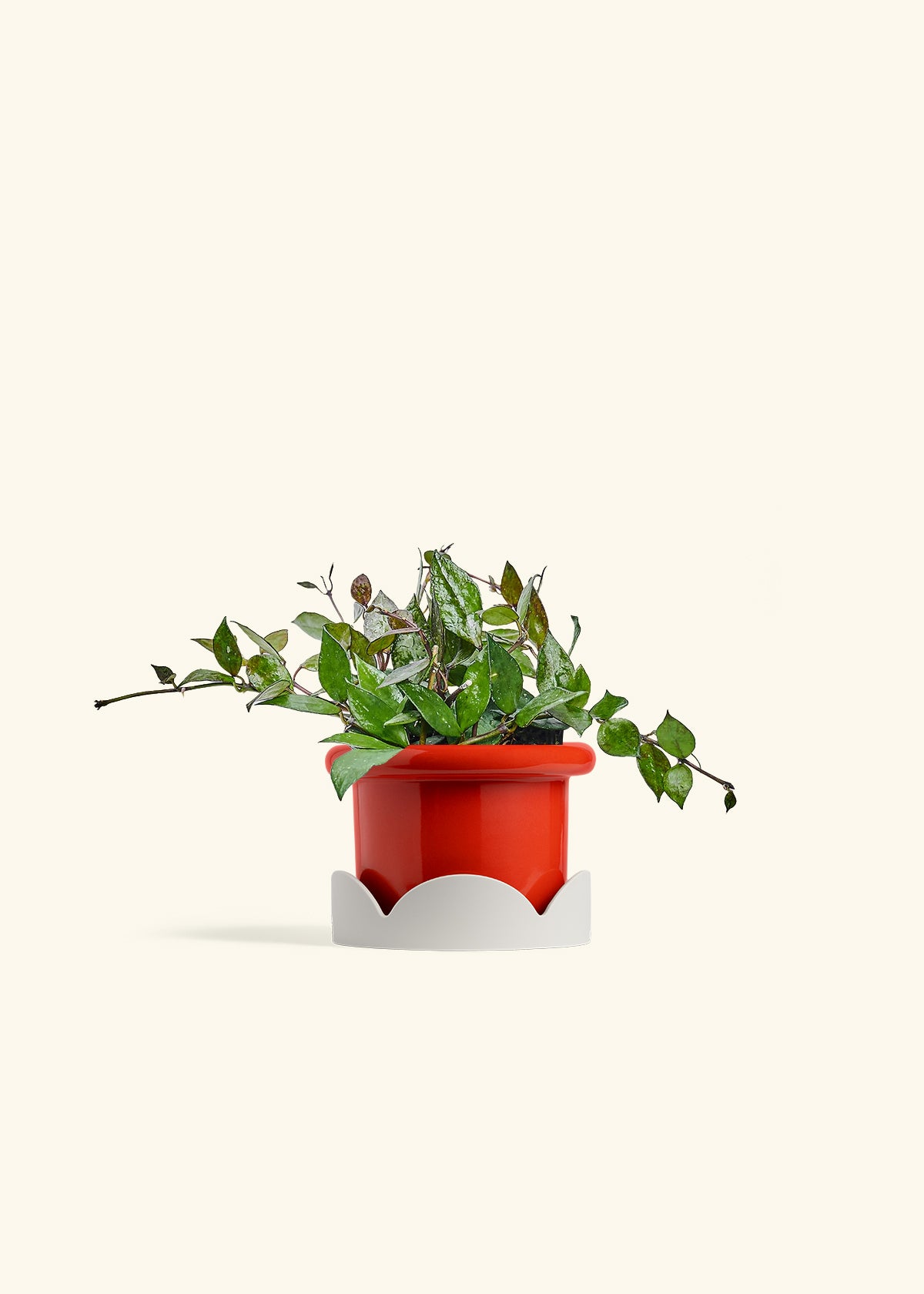 Hoya Black in a 4 inches Fat Lip Red Planter in a Oat Petal Drip Tray