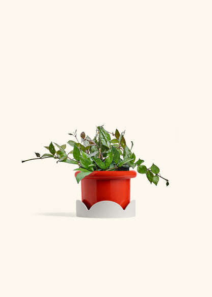 Hoya Black in a 4 inches Fat Lip Red Planter in a Oat Petal Drip Tray