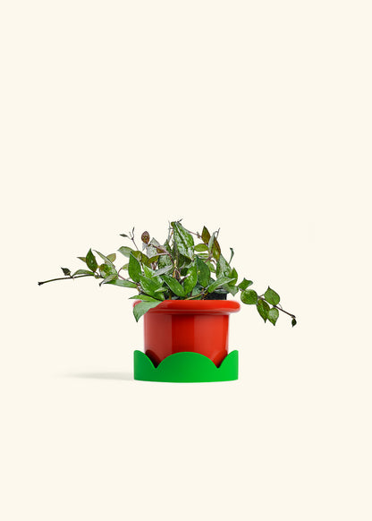Hoya Black in a 4 inches Fat Lip Red Planter in a Shamrock Petal Drip Tray