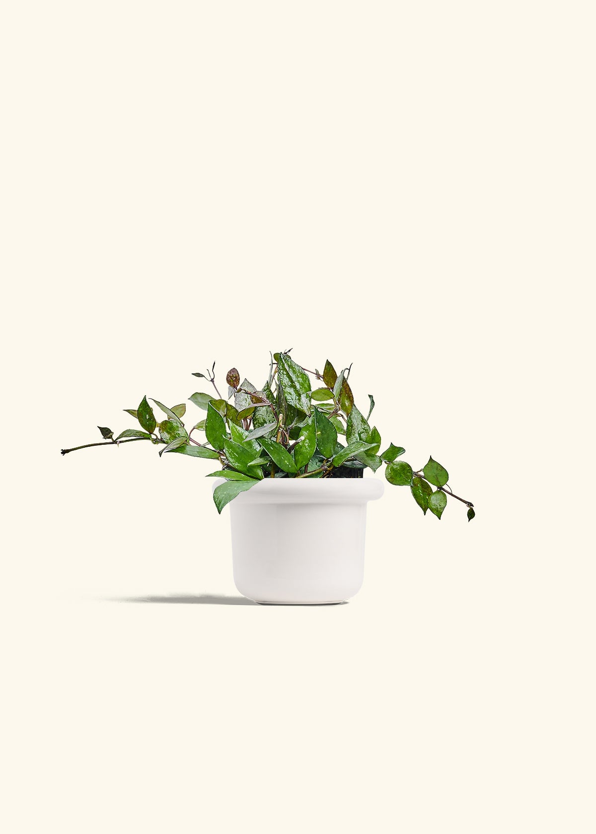Hoya Black in a 4 inches Fat Lip White Planter 
