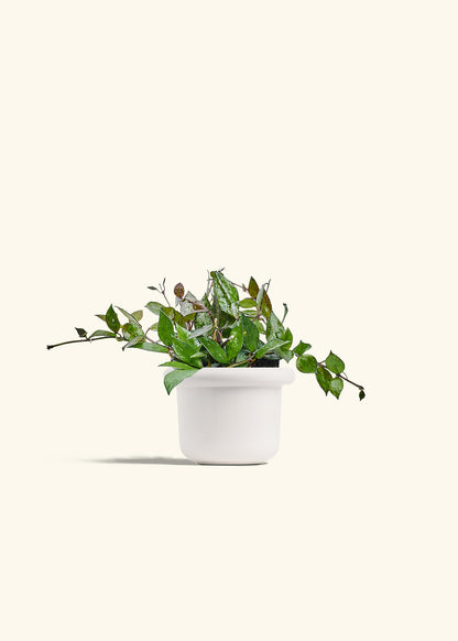 Hoya Black in a 4 inches Fat Lip White Planter 