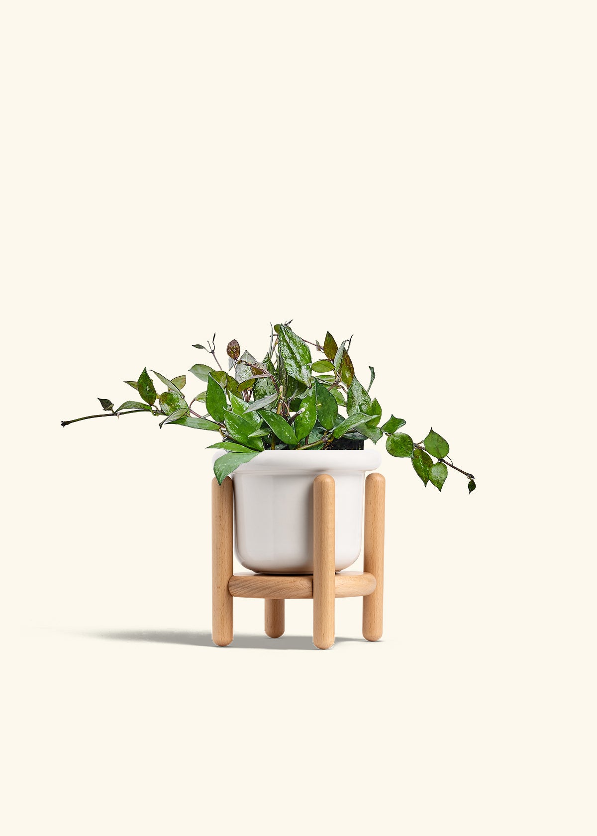 Hoya Black in a 4 inches Fat Lip White Planter in a Beech Wood Stand
