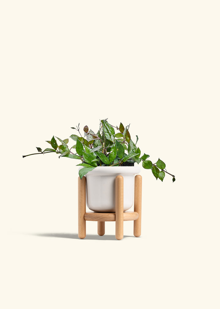 Hoya Black in a 4 inches Fat Lip White Planter in a Beech Wood Stand
