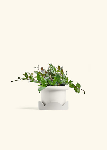 Hoya Black in a 4 inches Fat Lip White Planter in a Oat Petal Drip Tray