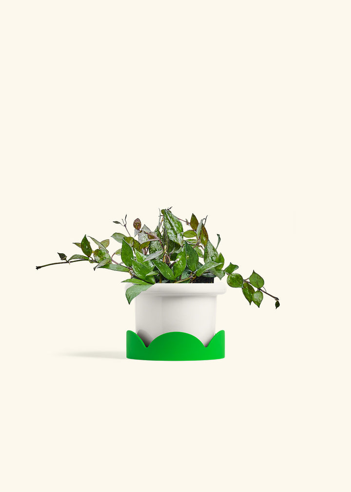 Hoya Black in a 4 inches Fat Lip White Planter in a Shamrock Petal Drip Tray