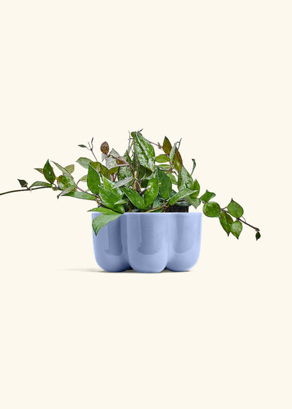 Hoya Black in a 4 inches in a Blue Petal Planter