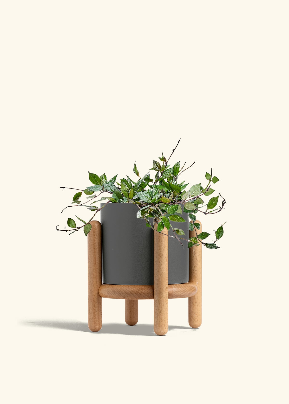 Hoya Black in a 6 inches Charcoal Classic Cylinder Planter in a Beech Wood Stand