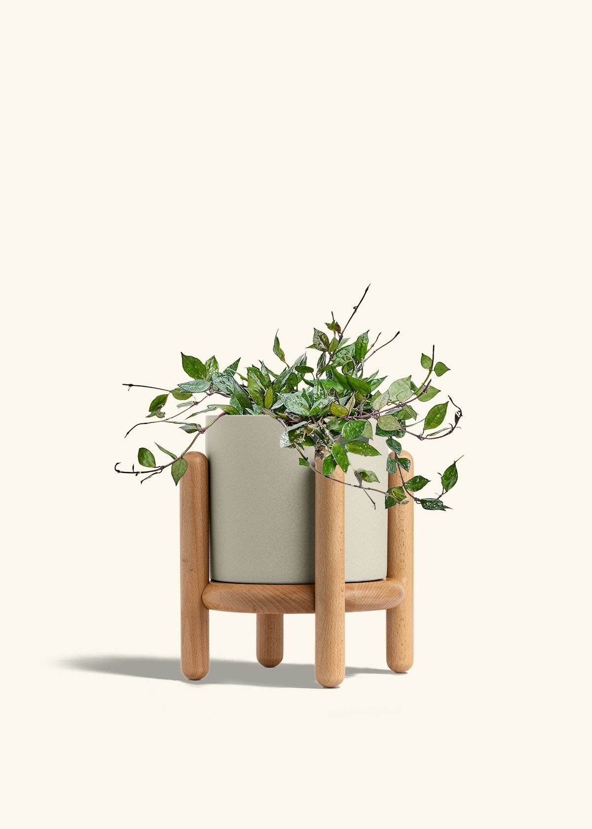 Hoya Black in a 6 inches Oat Classic Cylinder Planter in a Beech Wood Stand