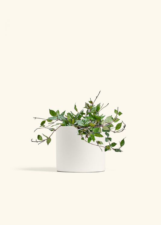 Hoya Black in a 6 inches White Classic Cylinder Planter 
