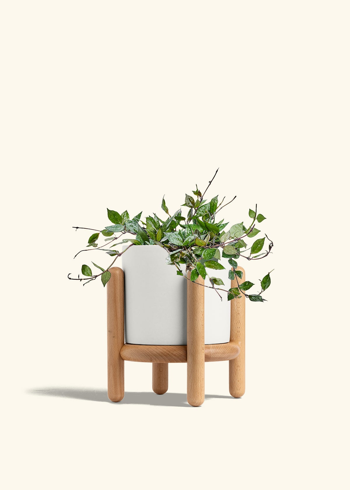 Hoya Black in a 6 inches White Classic Cylinder Planter in a Beech Wood Stand