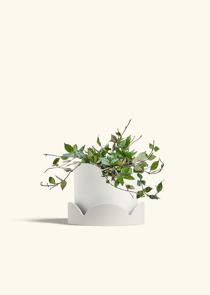 Hoya Black in a 6 inches White Classic Cylinder Planter in a Oat Petal Drip Tray