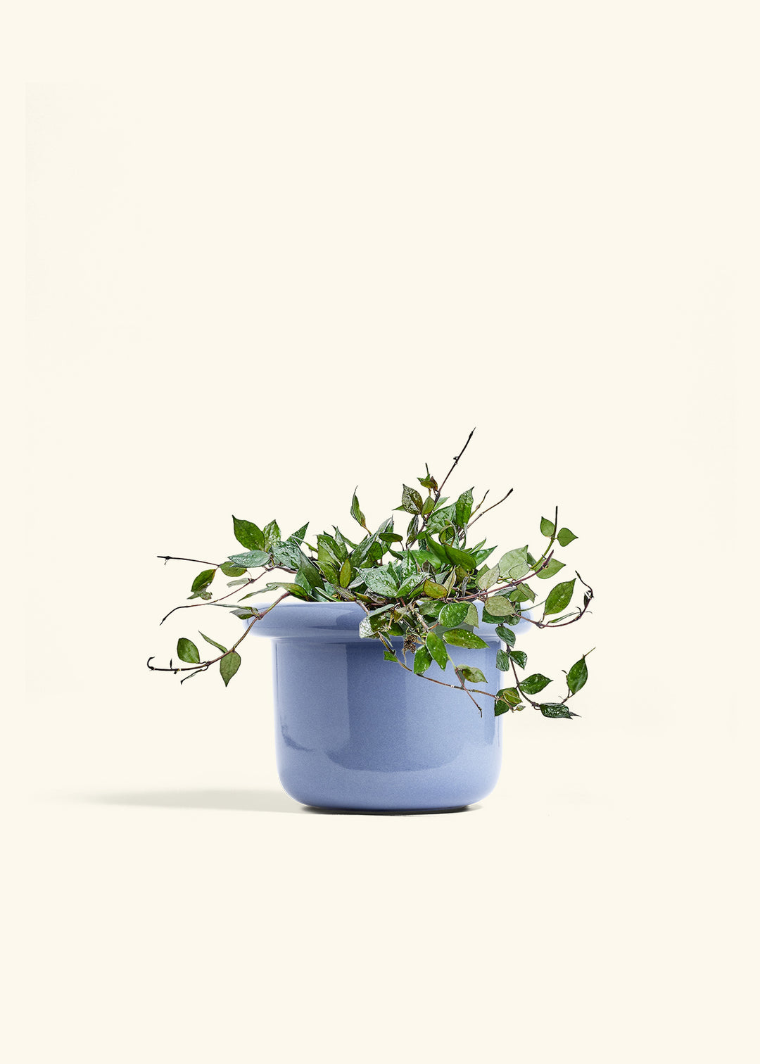 Hoya Black in a 6 inches Fat Lip Blue Planter 