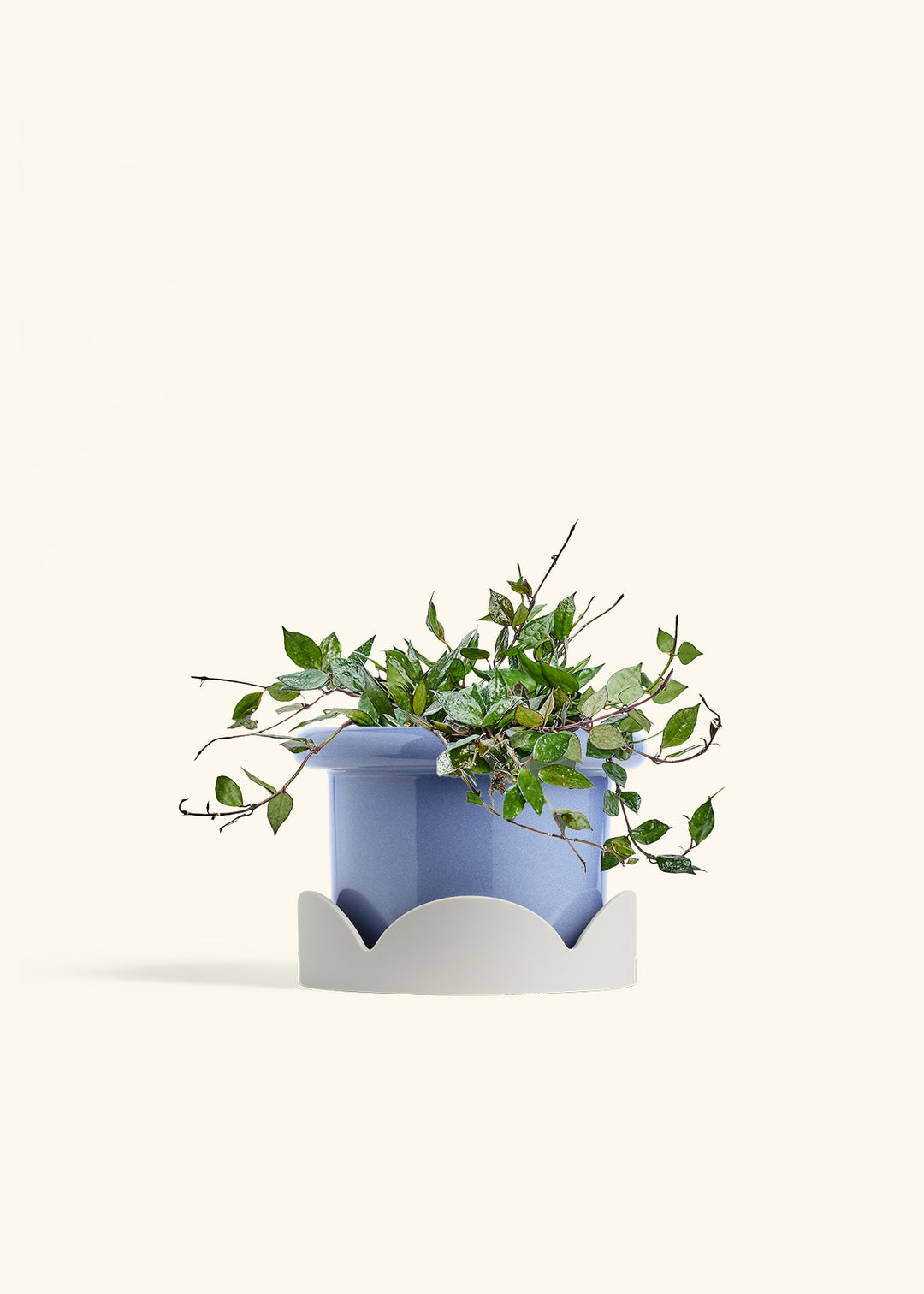 Hoya Black in a 6 inches Fat Lip Blue Planter in a Oat Petal Drip Tray