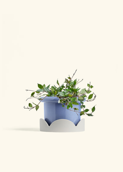 Hoya Black in a 6 inches Fat Lip Blue Planter in a Oat Petal Drip Tray