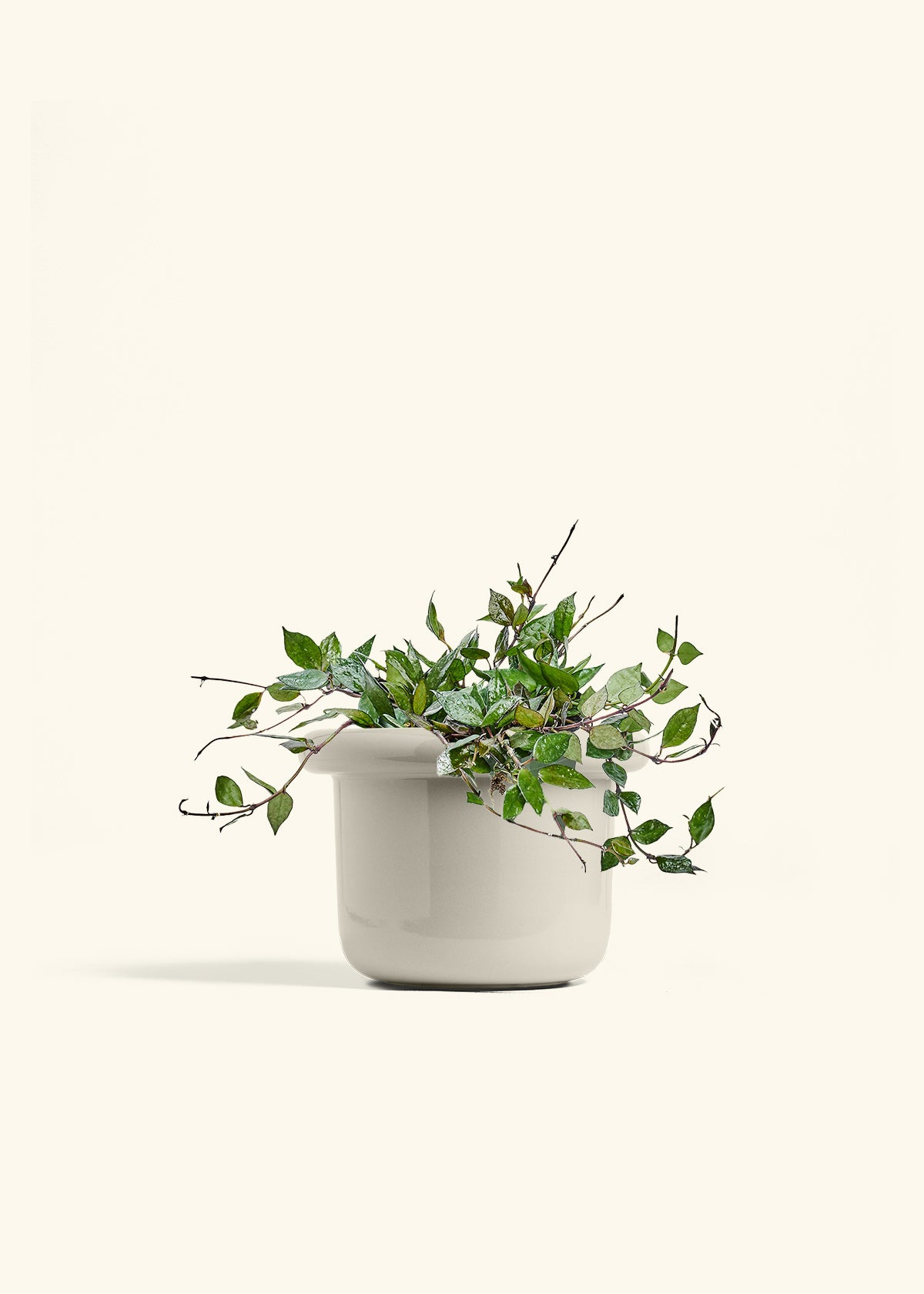 Hoya Black in a 6 inches Fat Lip Oat Planter 
