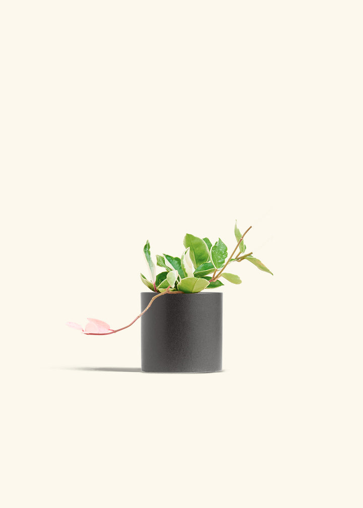Hoya Krimson Queen in a 4 inches Charcoal Classic Cylinder Planter 