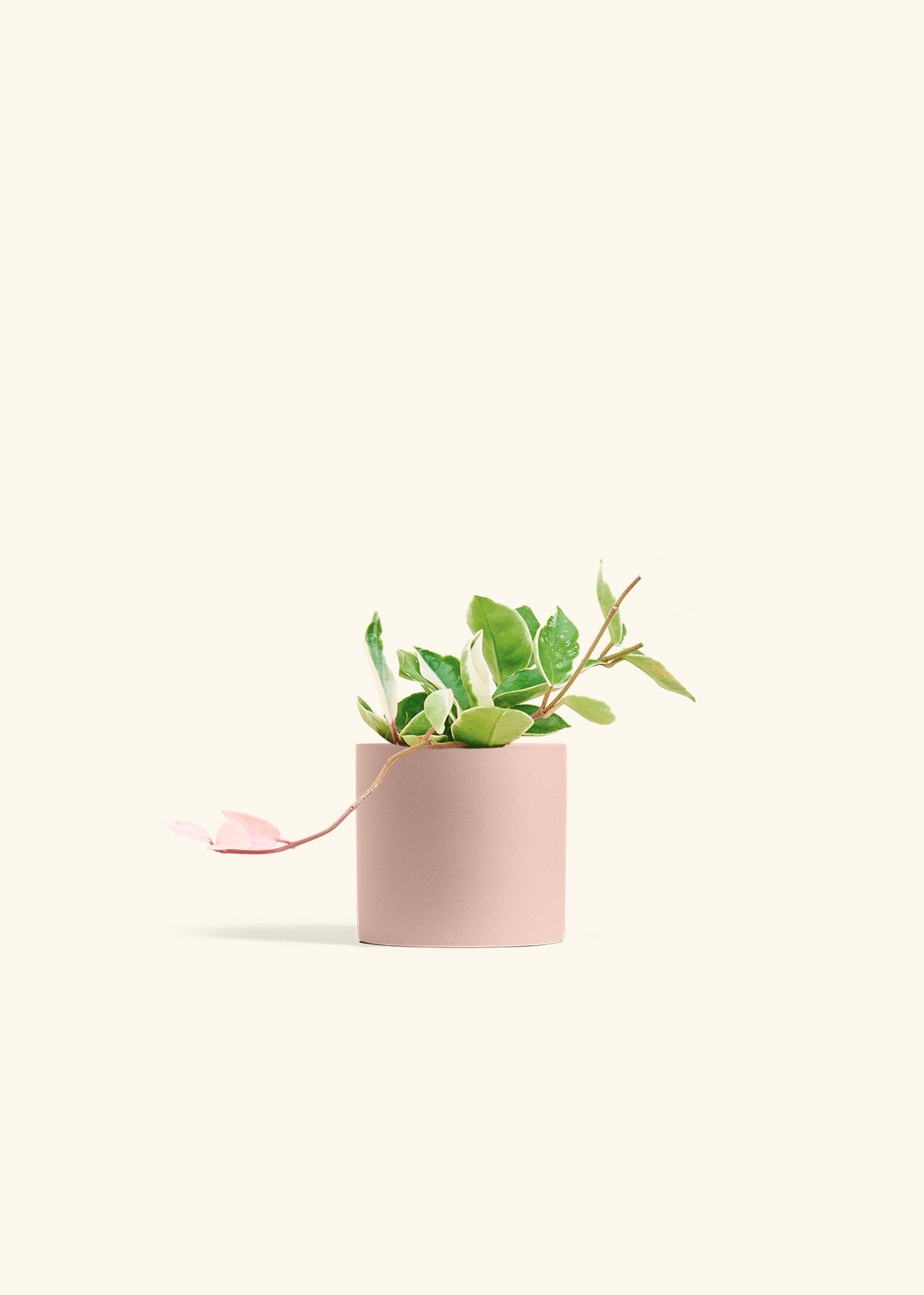 Hoya Krimson Queen in a 4 inches Pink Classic Cylinder Planter 