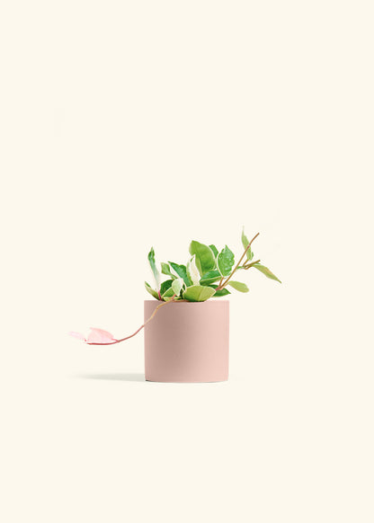Hoya Krimson Queen in a 4 inches Pink Classic Cylinder Planter 
