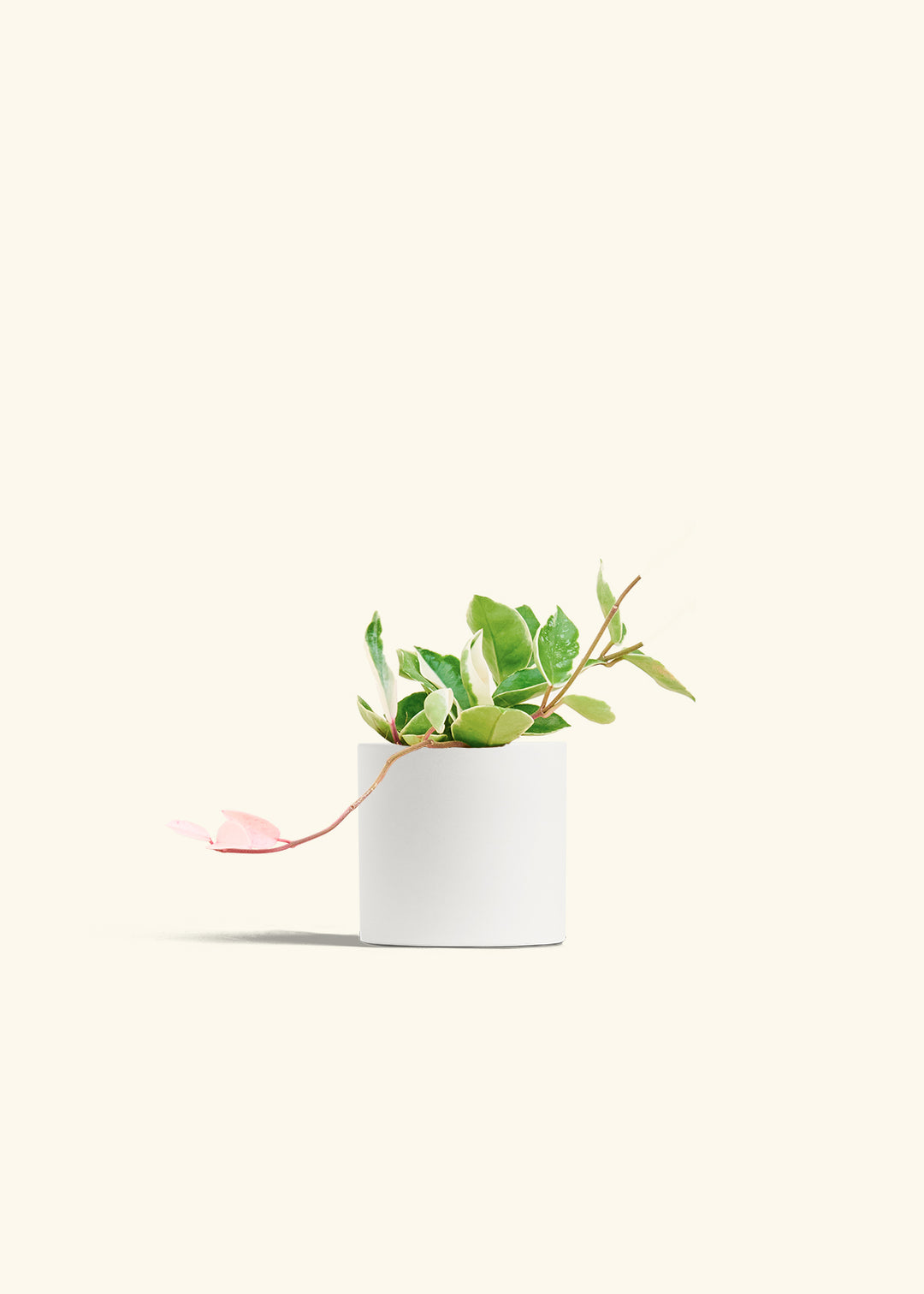 Hoya Krimson Queen in a 4 inches White Classic Cylinder Planter 