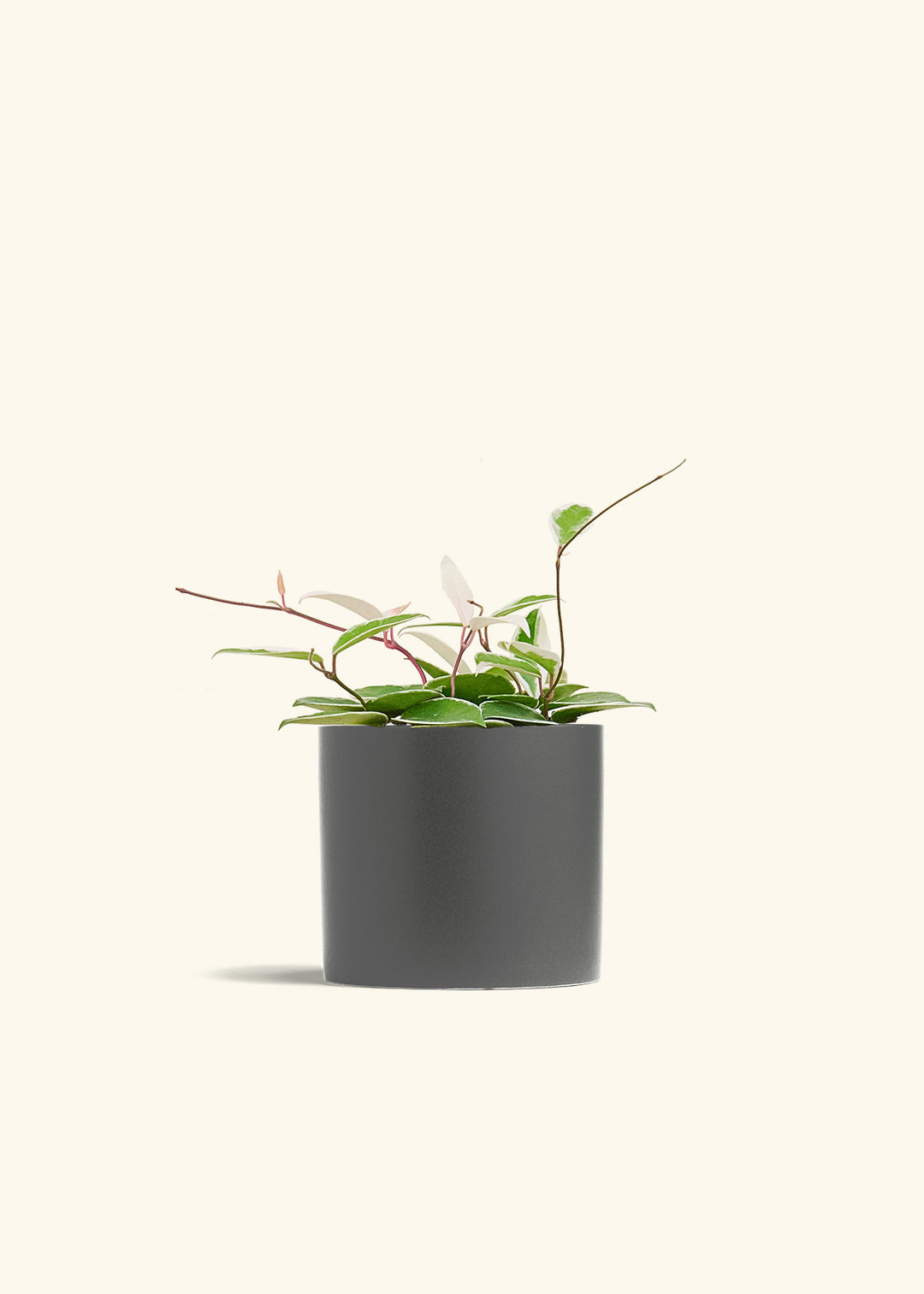 Hoya Krimson Queen in a 6 inches Charcoal Classic Cylinder Planter 