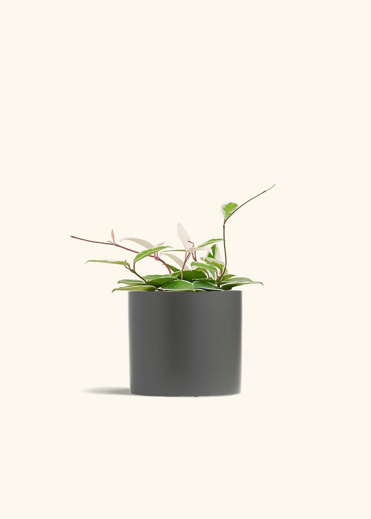 Hoya Krimson Queen in a 6 inches Charcoal Classic Cylinder Planter 