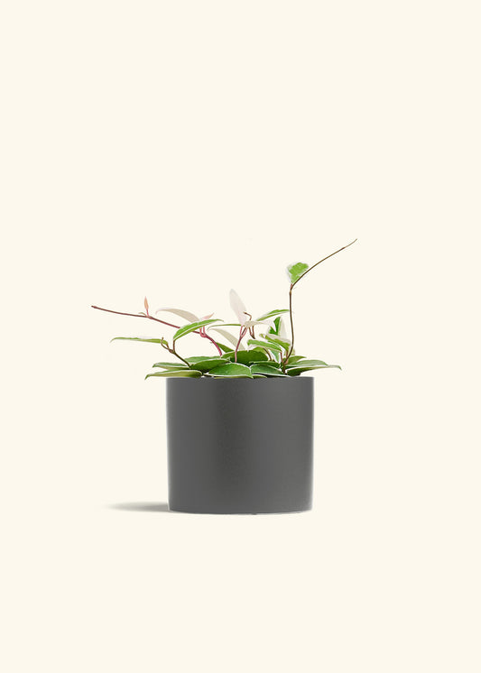 Hoya Krimson Queen in a 6 inches Charcoal Classic Cylinder Planter 