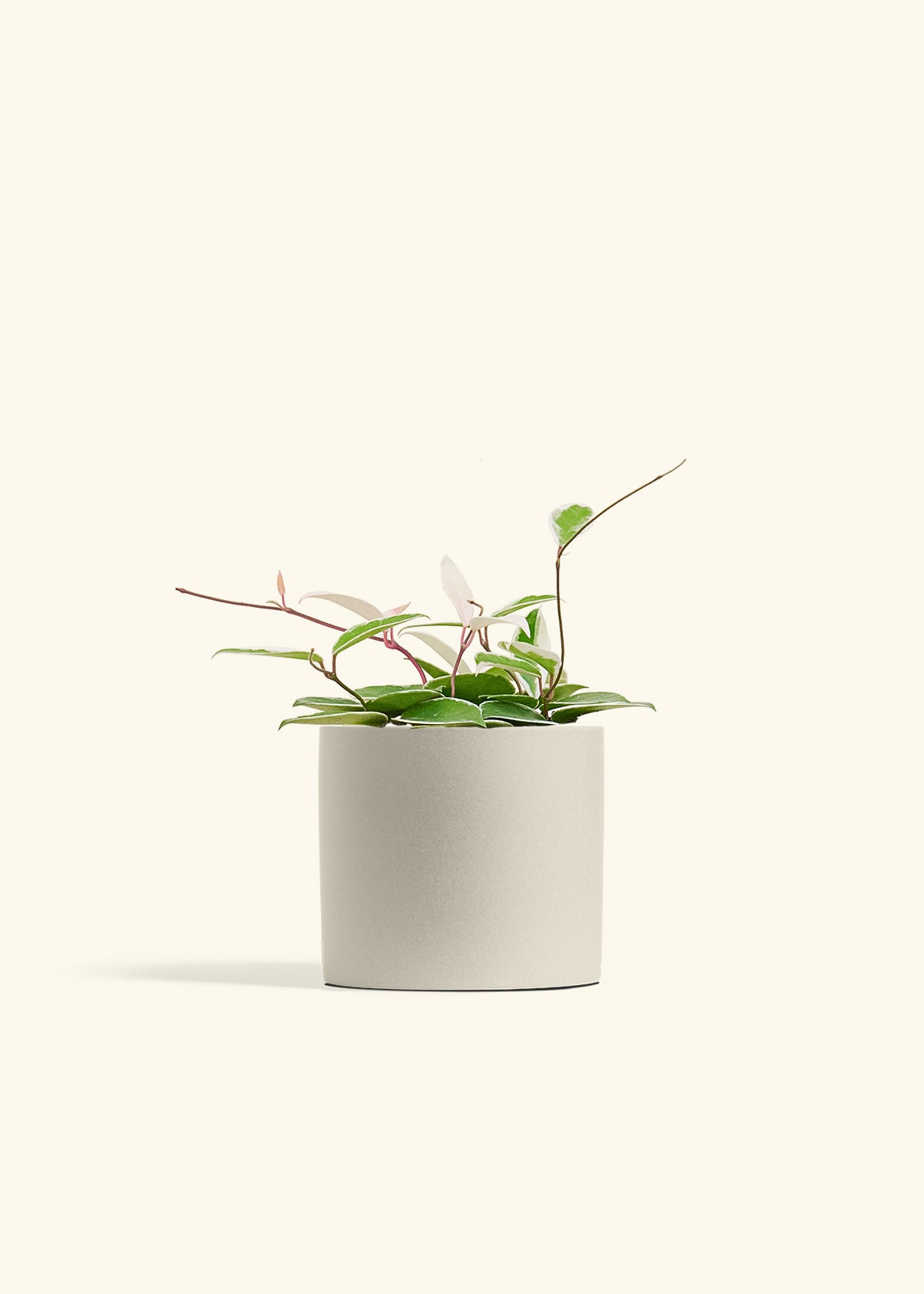 Hoya Krimson Queen in a 6 inches Oat Classic Cylinder Planter 