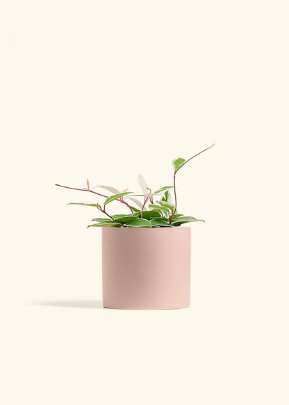 Hoya Krimson Queen in a 6 inches Pink Classic Cylinder Planter 