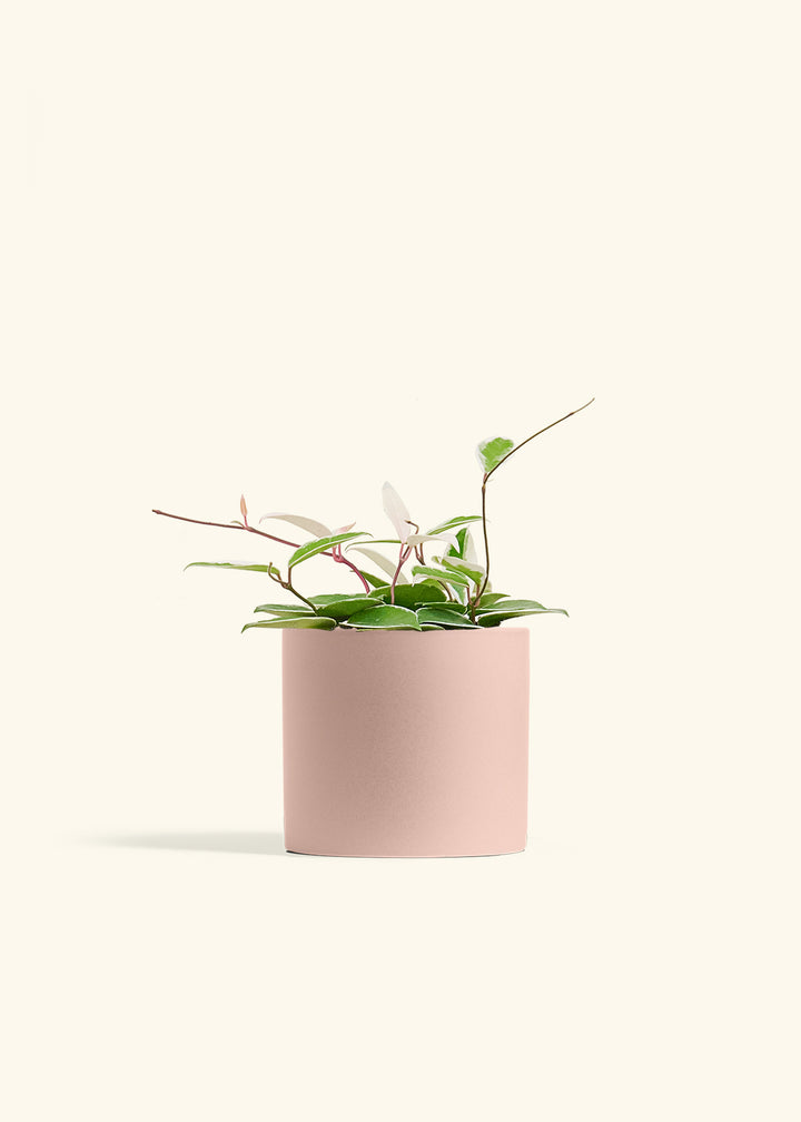 Hoya Krimson Queen in a 6 inches Pink Classic Cylinder Planter 